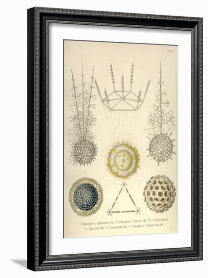 Ethmosphaera Siphonophora, Cyrtidosphaera Reticula, Arachnosphaera, A. Oligacantha, etc.-Ernst Haeckel-Framed Art Print