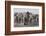 Etosha National Park, Namibia. Africa. a Herd of Bush Elephants-Janet Muir-Framed Photographic Print