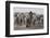 Etosha National Park, Namibia. Africa. a Herd of Bush Elephants-Janet Muir-Framed Photographic Print