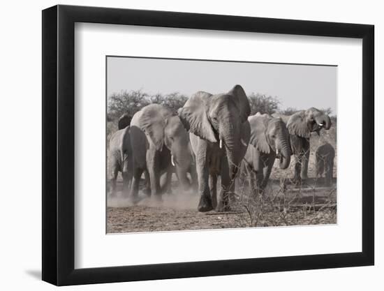 Etosha National Park, Namibia. Africa. a Herd of Bush Elephants-Janet Muir-Framed Photographic Print