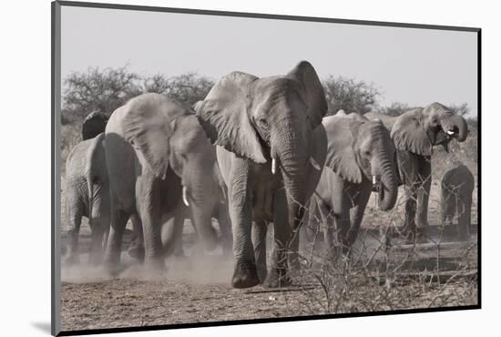 Etosha National Park, Namibia. Africa. a Herd of Bush Elephants-Janet Muir-Mounted Photographic Print