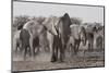 Etosha National Park, Namibia. Africa. a Herd of Bush Elephants-Janet Muir-Mounted Photographic Print