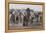 Etosha National Park, Namibia. Africa. a Herd of Bush Elephants-Janet Muir-Framed Premier Image Canvas