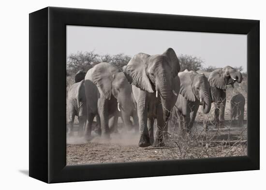 Etosha National Park, Namibia. Africa. a Herd of Bush Elephants-Janet Muir-Framed Premier Image Canvas