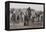 Etosha National Park, Namibia. Africa. a Herd of Bush Elephants-Janet Muir-Framed Premier Image Canvas