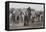 Etosha National Park, Namibia. Africa. a Herd of Bush Elephants-Janet Muir-Framed Premier Image Canvas