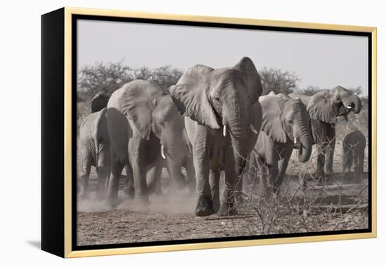 Etosha National Park, Namibia. Africa. a Herd of Bush Elephants-Janet Muir-Framed Premier Image Canvas