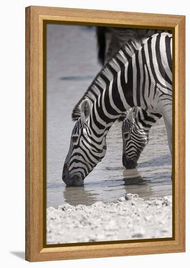 Etosha National Park, Namibia. Africa. Plains Zebra-Janet Muir-Framed Premier Image Canvas