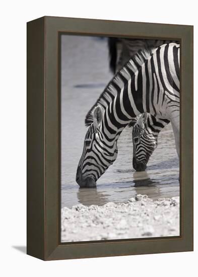 Etosha National Park, Namibia. Africa. Plains Zebra-Janet Muir-Framed Premier Image Canvas