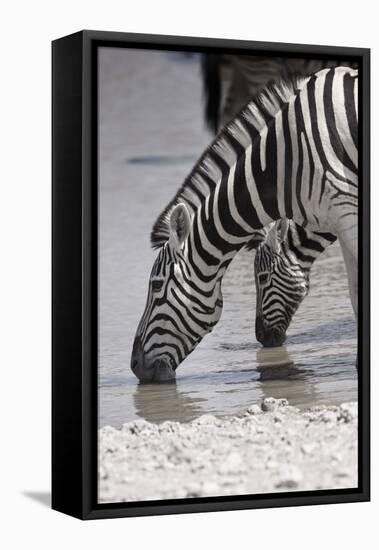 Etosha National Park, Namibia. Africa. Plains Zebra-Janet Muir-Framed Premier Image Canvas