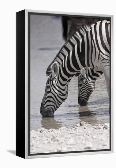 Etosha National Park, Namibia. Africa. Plains Zebra-Janet Muir-Framed Premier Image Canvas