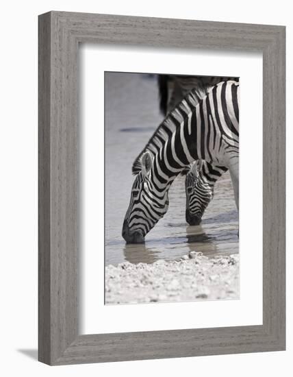 Etosha National Park, Namibia. Africa. Plains Zebra-Janet Muir-Framed Photographic Print