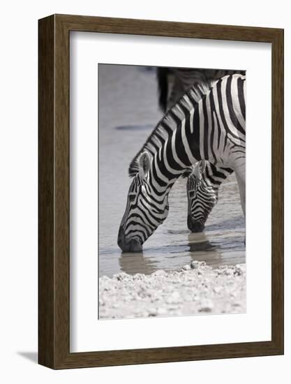 Etosha National Park, Namibia. Africa. Plains Zebra-Janet Muir-Framed Photographic Print