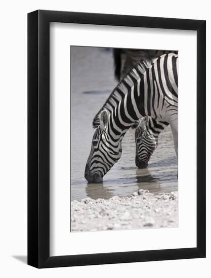 Etosha National Park, Namibia. Africa. Plains Zebra-Janet Muir-Framed Photographic Print