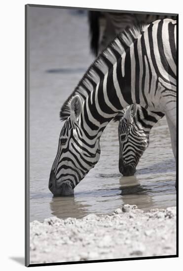 Etosha National Park, Namibia. Africa. Plains Zebra-Janet Muir-Mounted Photographic Print