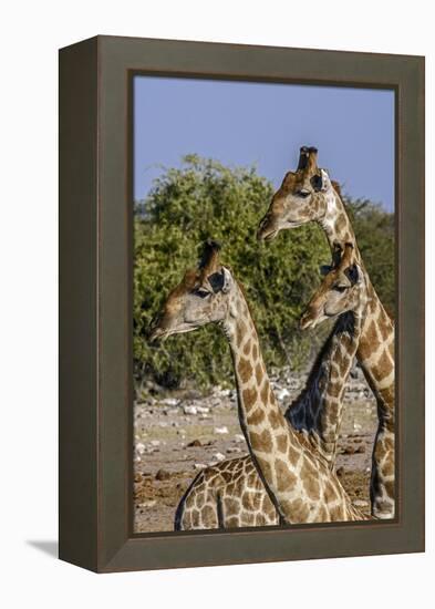 Etosha National Park, Namibia, Africa. Three Angolan Giraffe.-Karen Ann Sullivan-Framed Premier Image Canvas