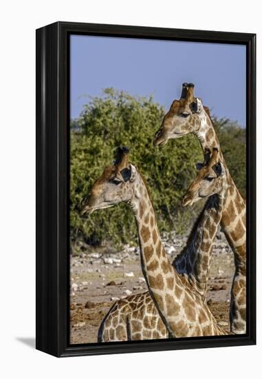 Etosha National Park, Namibia, Africa. Three Angolan Giraffe.-Karen Ann Sullivan-Framed Premier Image Canvas