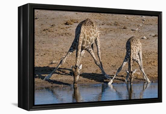 Etosha National Park, Namibia, Africa. Two Angolan Giraffe drinking.-Karen Ann Sullivan-Framed Premier Image Canvas