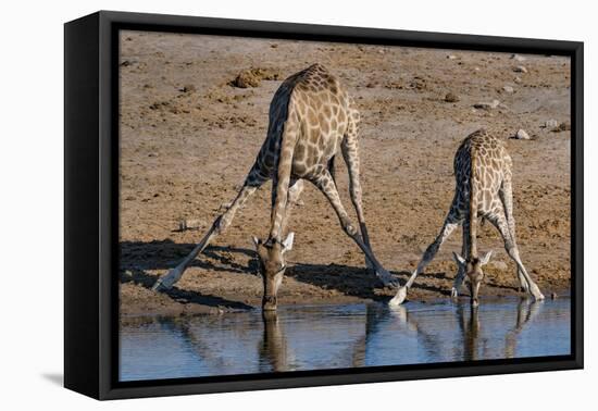 Etosha National Park, Namibia, Africa. Two Angolan Giraffe drinking.-Karen Ann Sullivan-Framed Premier Image Canvas