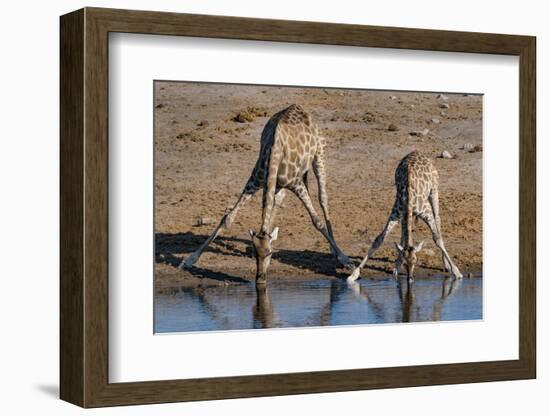 Etosha National Park, Namibia, Africa. Two Angolan Giraffe drinking.-Karen Ann Sullivan-Framed Photographic Print