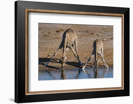 Etosha National Park, Namibia, Africa. Two Angolan Giraffe drinking.-Karen Ann Sullivan-Framed Photographic Print