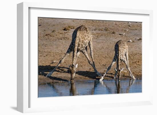 Etosha National Park, Namibia, Africa. Two Angolan Giraffe drinking.-Karen Ann Sullivan-Framed Photographic Print