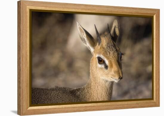 Etosha National Park, Namibia. Close-up View of a Kirk's Dik-Dik-Janet Muir-Framed Premier Image Canvas