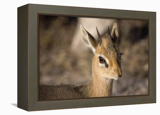 Etosha National Park, Namibia. Close-up View of a Kirk's Dik-Dik-Janet Muir-Framed Premier Image Canvas