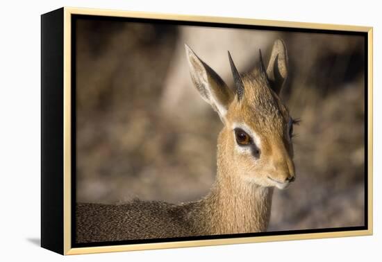 Etosha National Park, Namibia. Close-up View of a Kirk's Dik-Dik-Janet Muir-Framed Premier Image Canvas