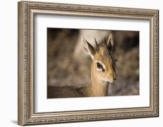 Etosha National Park, Namibia. Close-up View of a Kirk's Dik-Dik-Janet Muir-Framed Photographic Print