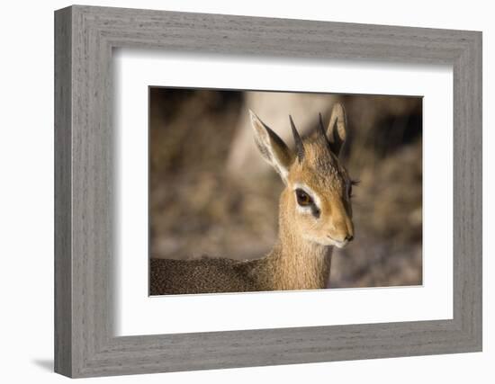 Etosha National Park, Namibia. Close-up View of a Kirk's Dik-Dik-Janet Muir-Framed Photographic Print