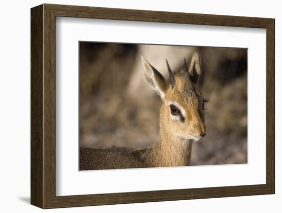 Etosha National Park, Namibia. Close-up View of a Kirk's Dik-Dik-Janet Muir-Framed Photographic Print