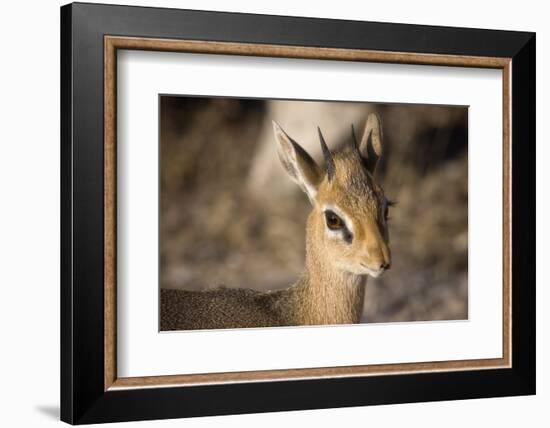 Etosha National Park, Namibia. Close-up View of a Kirk's Dik-Dik-Janet Muir-Framed Photographic Print