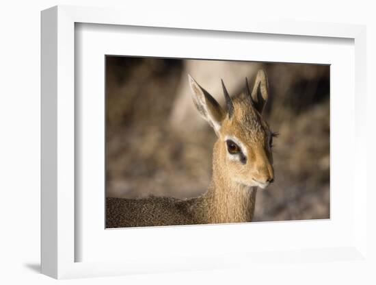 Etosha National Park, Namibia. Close-up View of a Kirk's Dik-Dik-Janet Muir-Framed Photographic Print