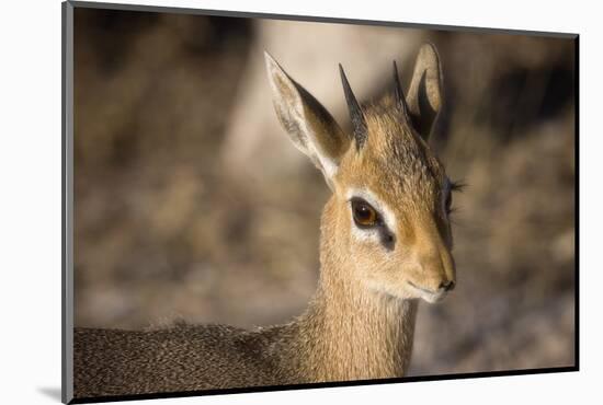 Etosha National Park, Namibia. Close-up View of a Kirk's Dik-Dik-Janet Muir-Mounted Photographic Print