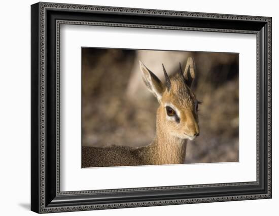 Etosha National Park, Namibia. Close-up View of a Kirk's Dik-Dik-Janet Muir-Framed Photographic Print