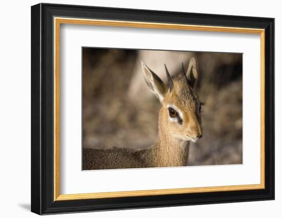 Etosha National Park, Namibia. Close-up View of a Kirk's Dik-Dik-Janet Muir-Framed Photographic Print