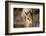 Etosha National Park, Namibia. Close-up View of a Kirk's Dik-Dik-Janet Muir-Framed Photographic Print