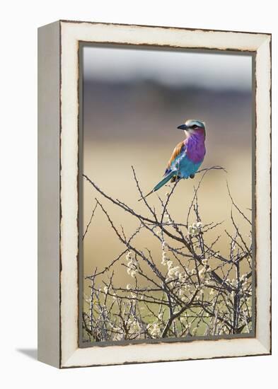 Etosha National Park, Namibia. Lilac-Breasted Roller-Janet Muir-Framed Premier Image Canvas