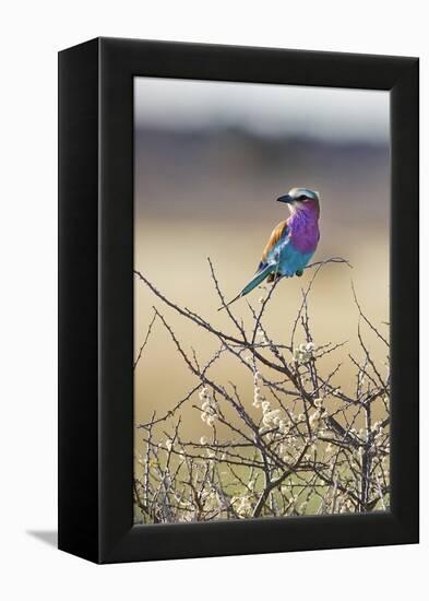 Etosha National Park, Namibia. Lilac-Breasted Roller-Janet Muir-Framed Premier Image Canvas