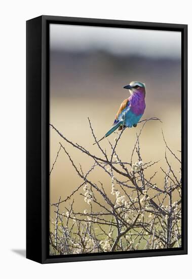 Etosha National Park, Namibia. Lilac-Breasted Roller-Janet Muir-Framed Premier Image Canvas