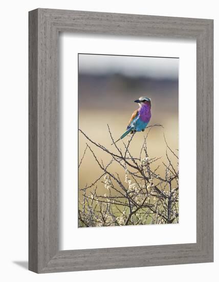 Etosha National Park, Namibia. Lilac-Breasted Roller-Janet Muir-Framed Photographic Print