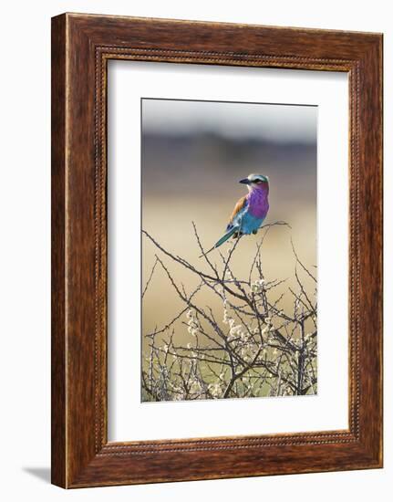 Etosha National Park, Namibia. Lilac-Breasted Roller-Janet Muir-Framed Photographic Print
