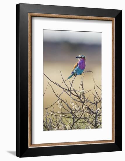 Etosha National Park, Namibia. Lilac-Breasted Roller-Janet Muir-Framed Photographic Print