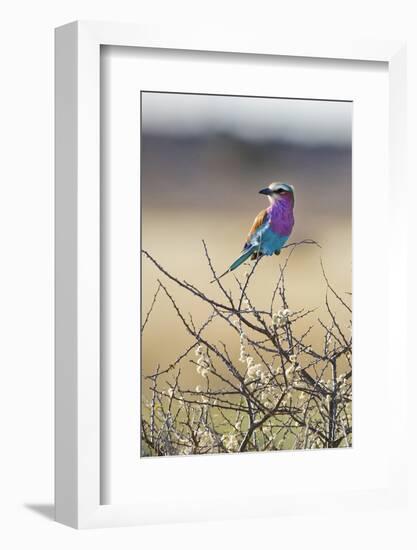 Etosha National Park, Namibia. Lilac-Breasted Roller-Janet Muir-Framed Photographic Print