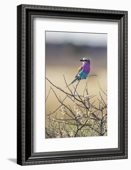 Etosha National Park, Namibia. Lilac-Breasted Roller-Janet Muir-Framed Photographic Print