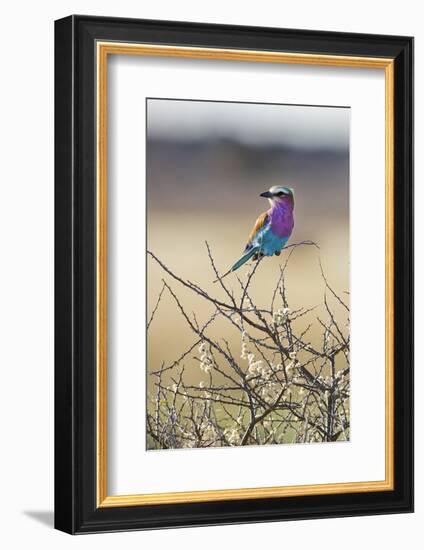 Etosha National Park, Namibia. Lilac-Breasted Roller-Janet Muir-Framed Photographic Print