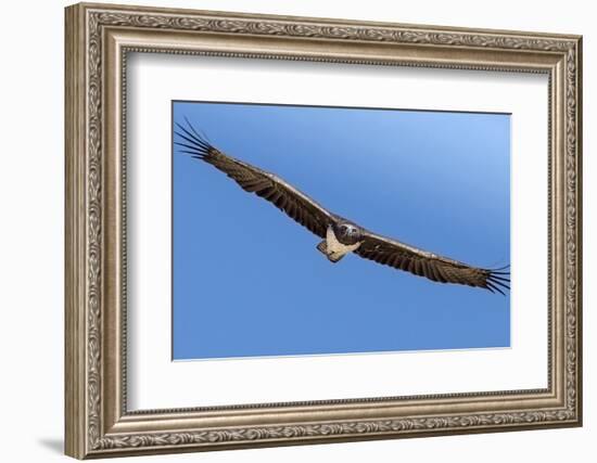 Etosha National Park, Namibia. Martial Eagle in Flight-Janet Muir-Framed Photographic Print