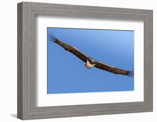 Etosha National Park, Namibia. Martial Eagle in Flight-Janet Muir-Framed Photographic Print