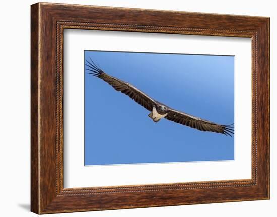 Etosha National Park, Namibia. Martial Eagle in Flight-Janet Muir-Framed Photographic Print